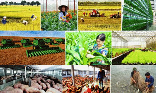 Làm Bằng Cao Đẳng Nông Nghiệp - Lựa Chọn Đúng Và Thông Minh